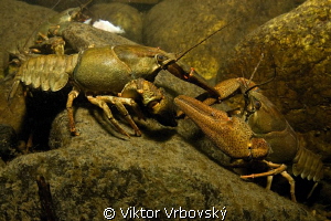 In the river current -  Noble Crayfish (Astacus astacus) by Viktor Vrbovský 